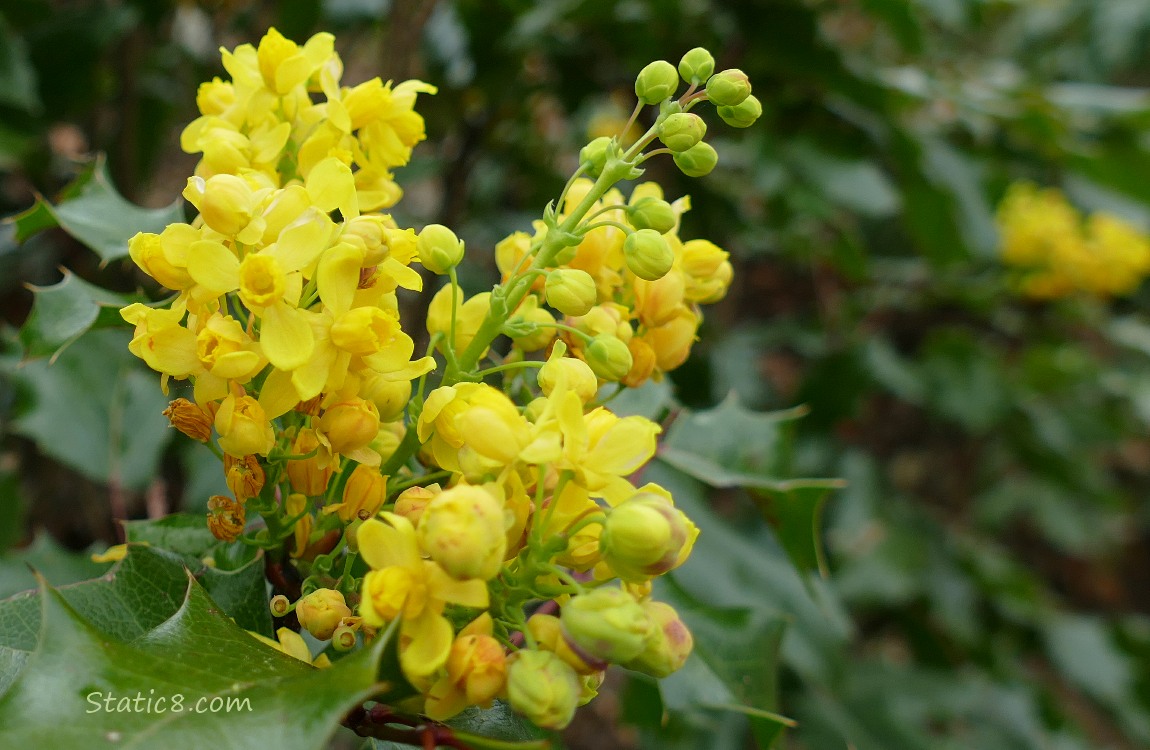 yellow Oregon Grape blooms and leaves