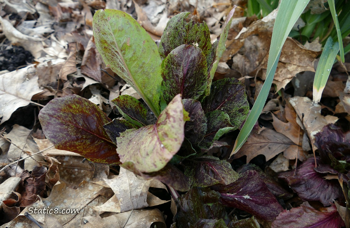 Purple Lettuce growin from leaf mulch