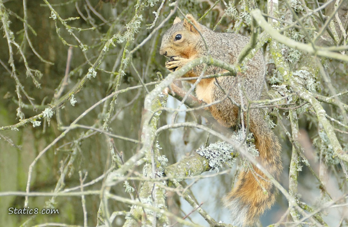 Squirrel in a winter bare tree, eating a nut