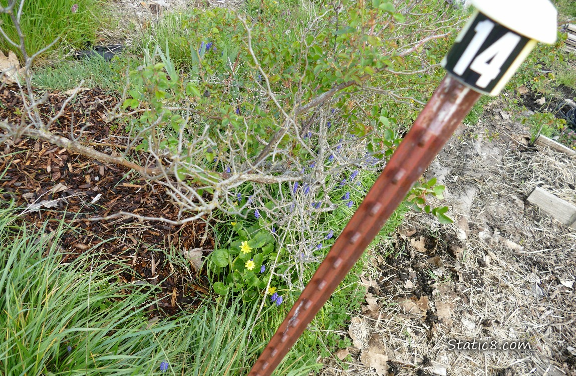 Garden plot with Lesser Celandine blooming