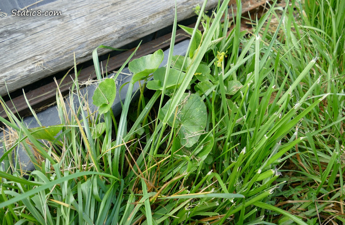 Lesser Celandine growing in the grass