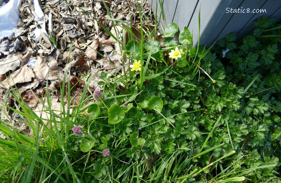 Garden plot with Lesser Celandine blooming