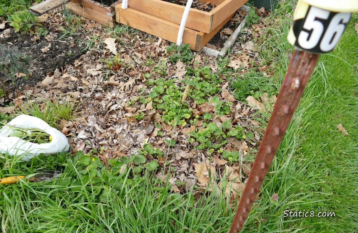 Garden plot with Lesser Celandine blooming