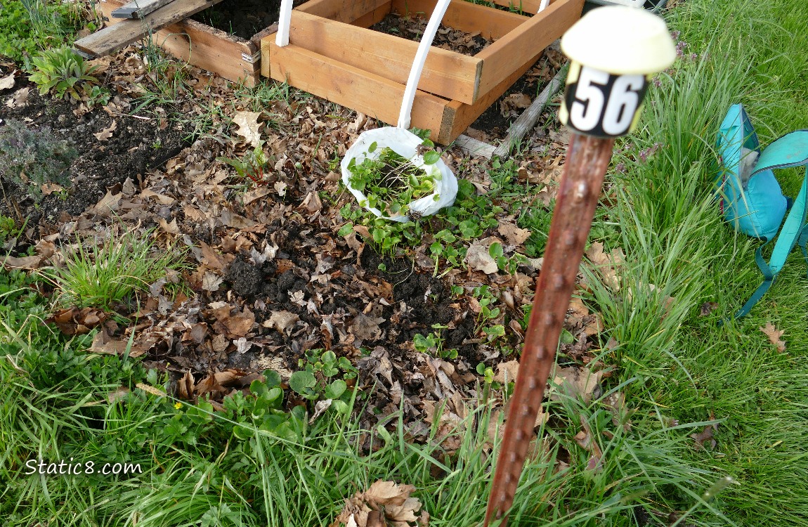 Lesser Celandine dug up and bagged