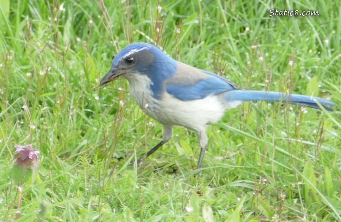 Scrub Jay standing in the grass