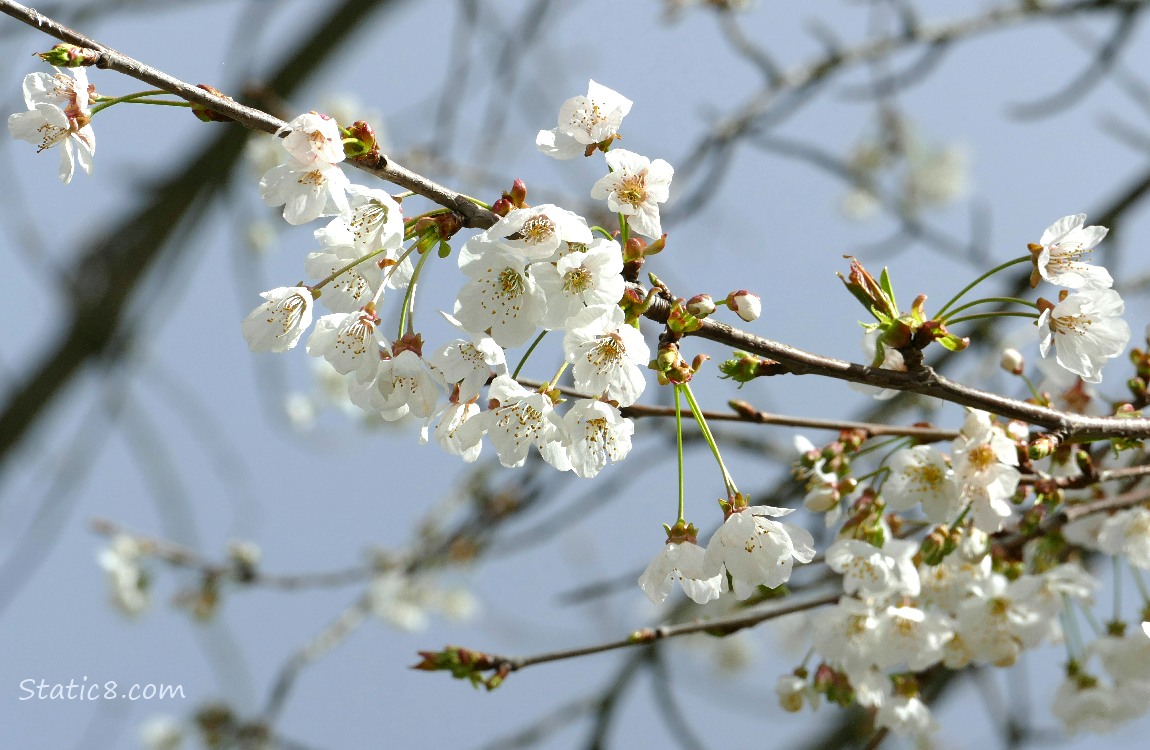 Tree Blossoms