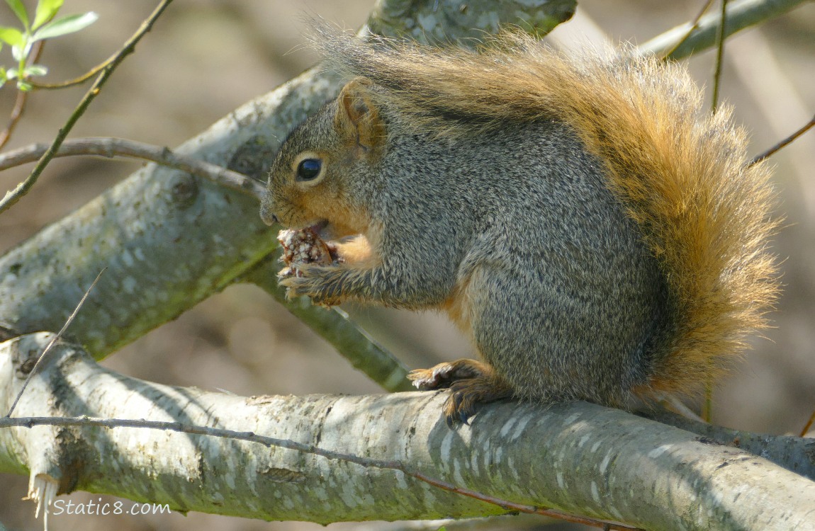 Squirrel standing on a branch, eating something