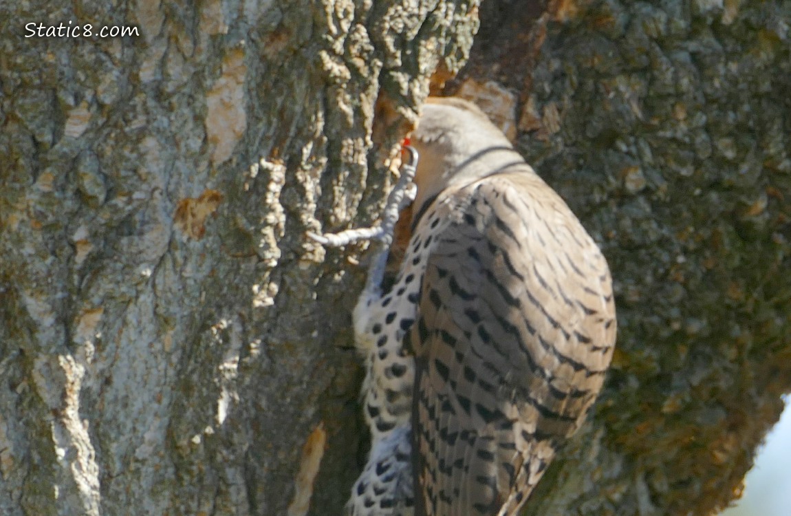 Flicker with his head in the next hole he is making in a tree trunk