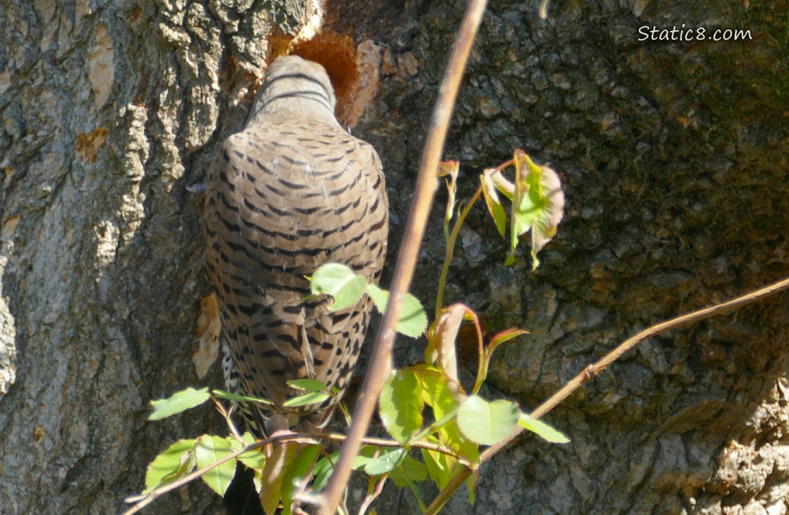 Flicker making a nest hole in a tree trunk