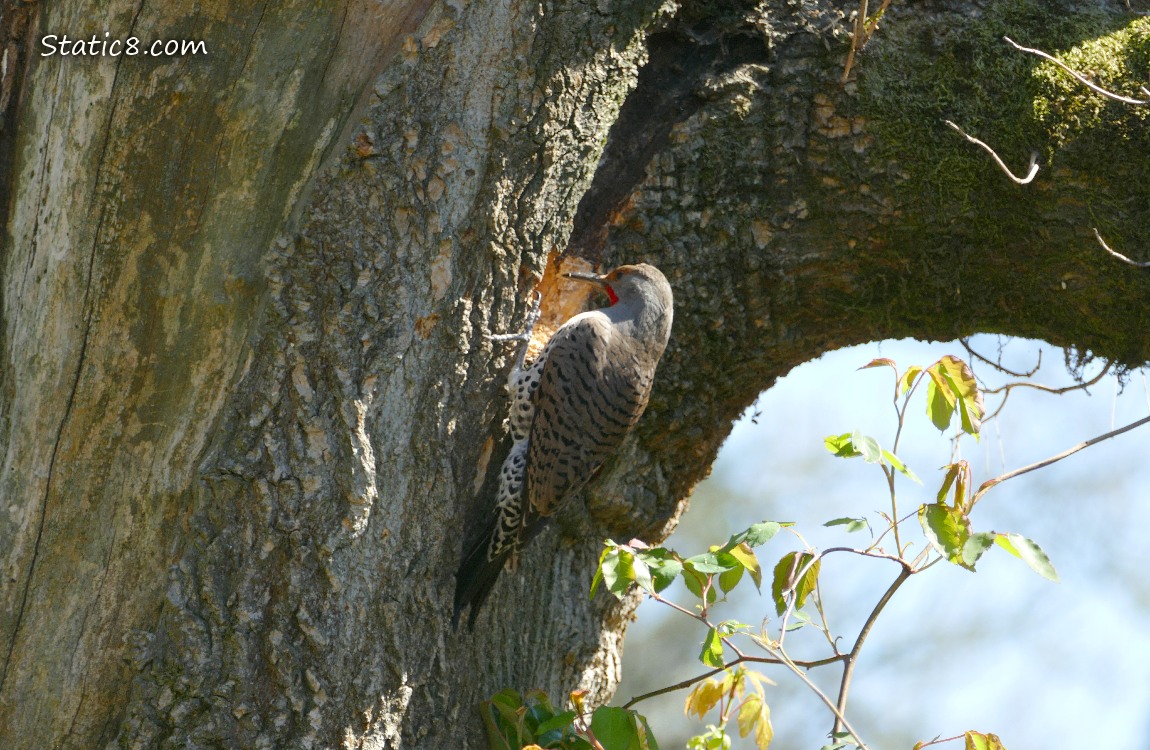 Flicker standing at the nest hole he is making in a tree trunk