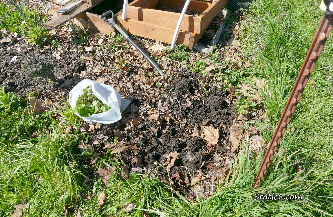 garden plot with bagged Lesser Celandine