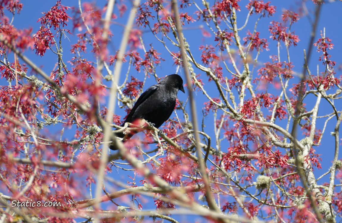 American Crow standing in a Red Maple tree surrouded by red keys, blue sky behind