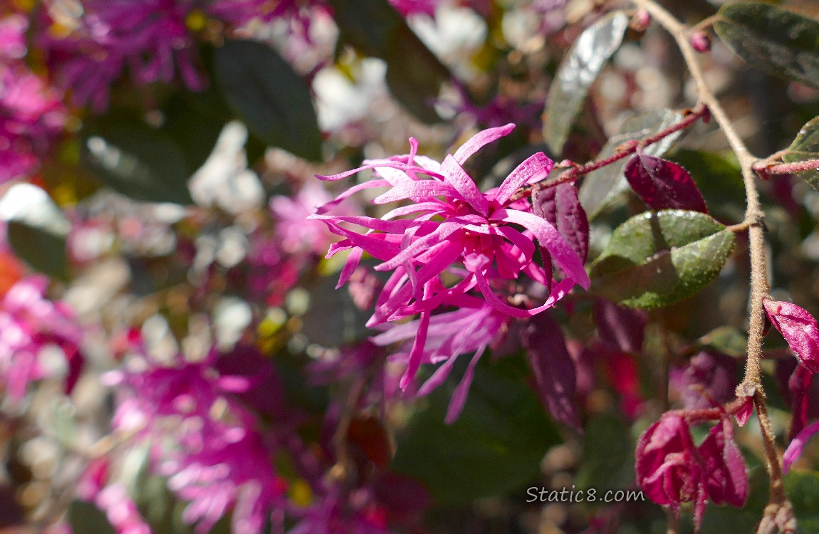 Close up of a Chinese Witch Hazel bloom