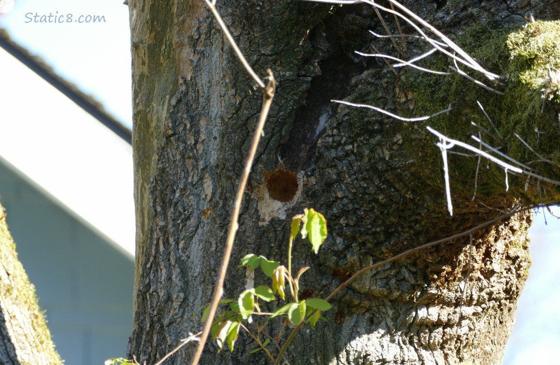 Tree stump with a woodpecker hole