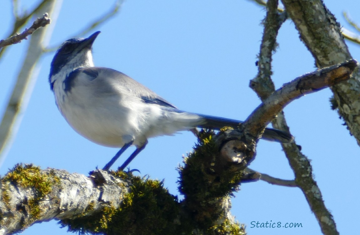 Scrub Jay standing on a dead branch, blue sky behind