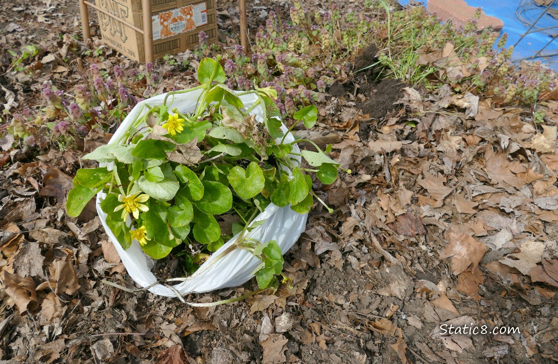 White trash bag of dug up Lesser Celandine