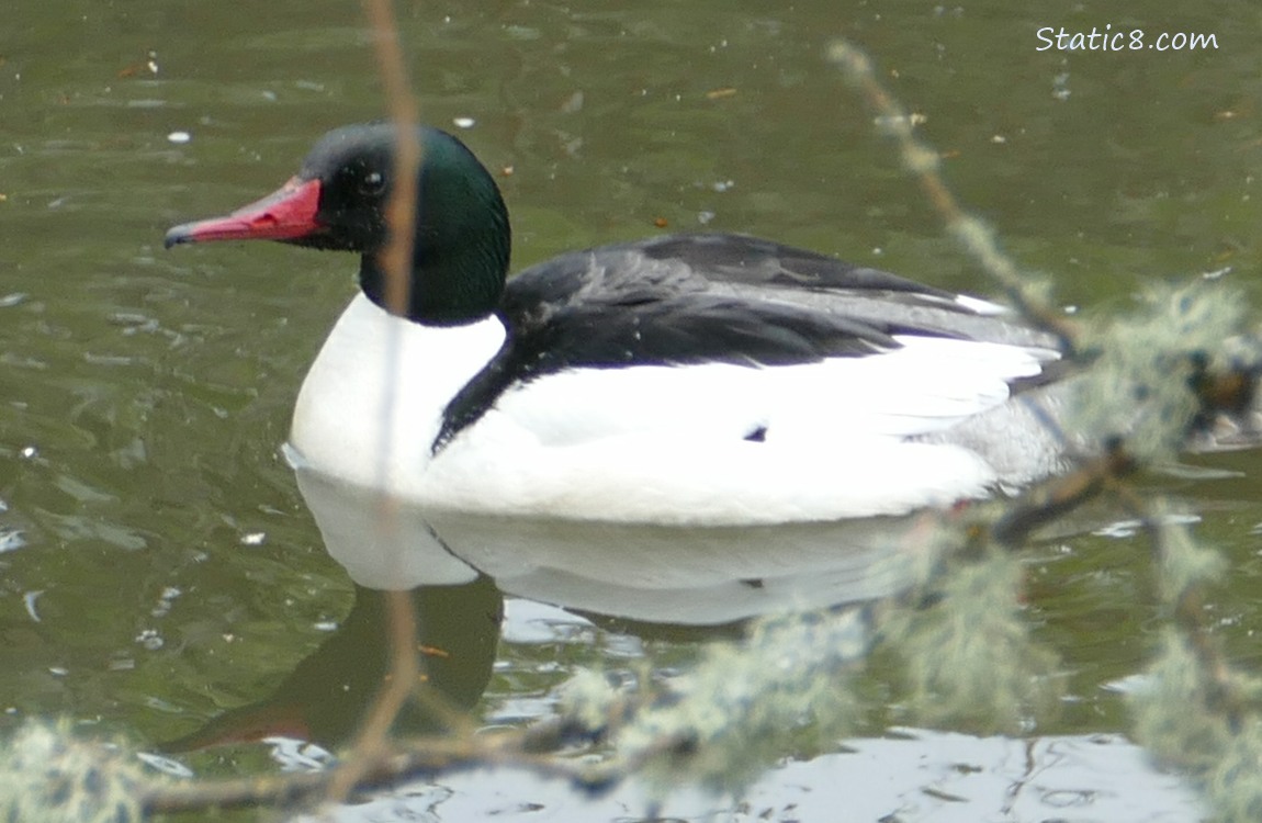 Male Common Merganser paddling on the water