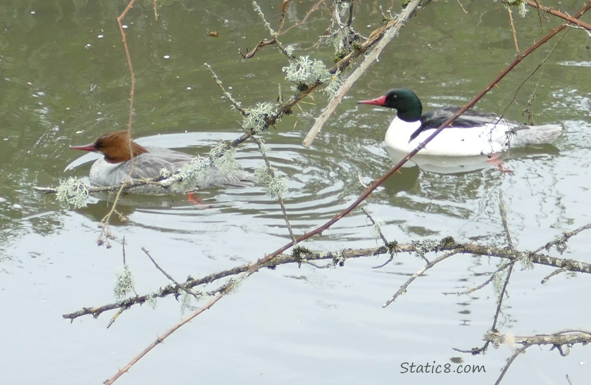 Pair of Common Mergansers paddling on the water behind some sticks