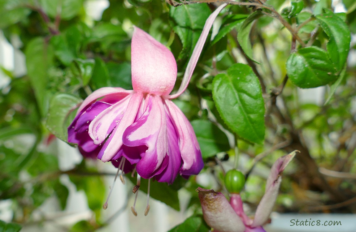Fuchsia bloom hanging from the plant