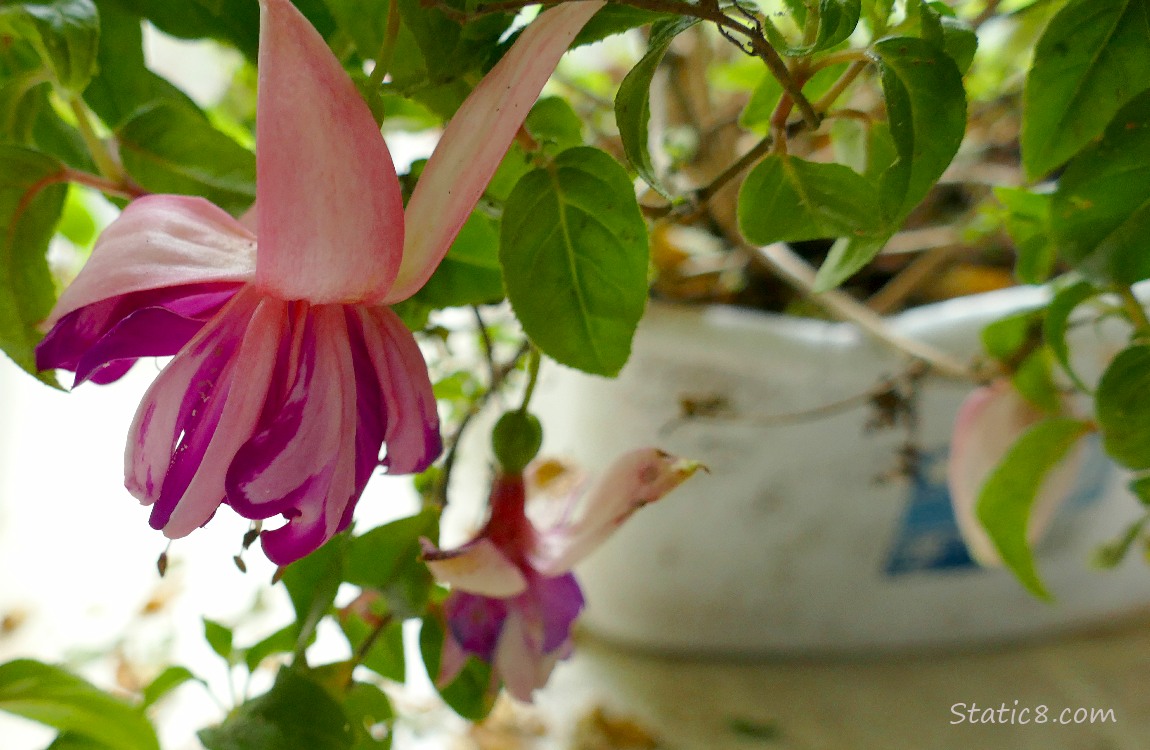 Fuchsia bloom hanging from the plant, with other blooms in the background