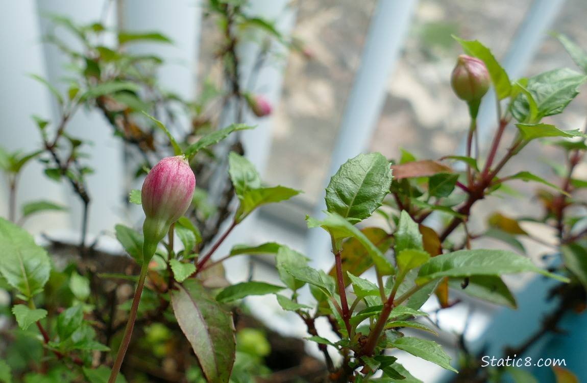 Fuchsia with flower buds forming among the leaves