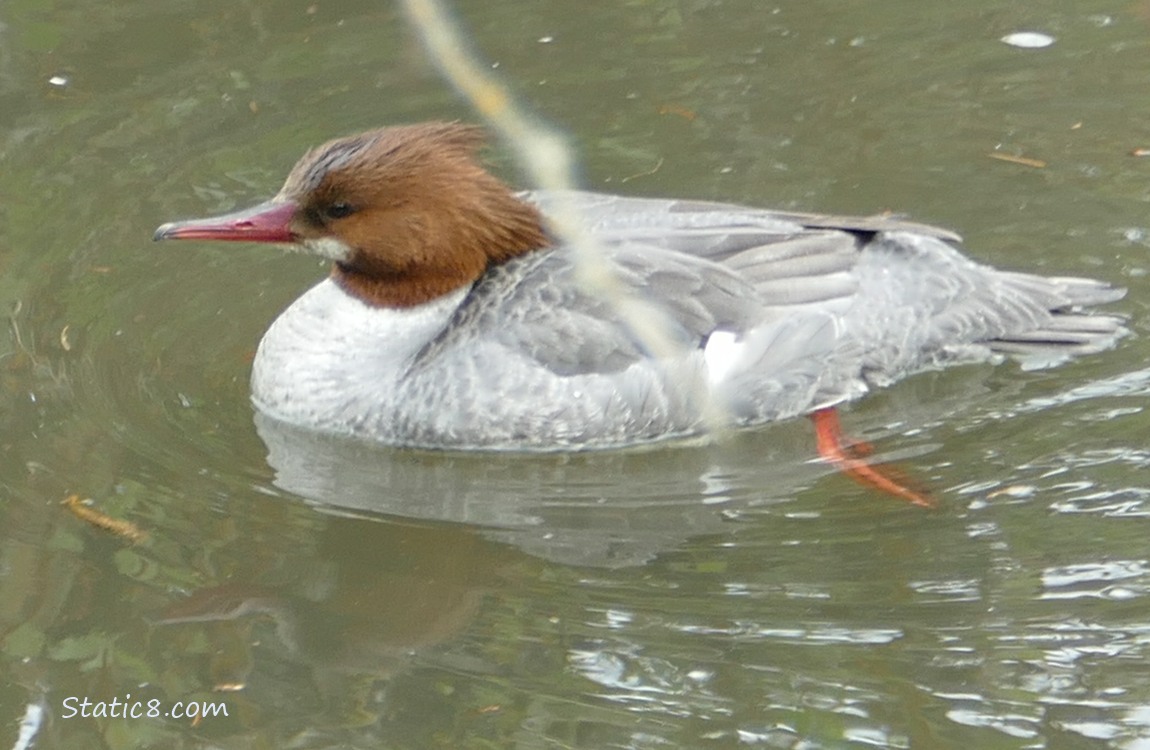 female Common Merganser paddling on the water
