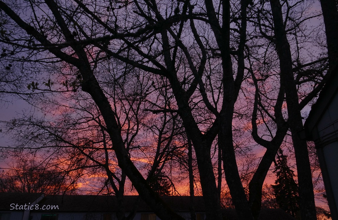 Pink and purple clouds of sunset past the silhouette of winter bare trees
