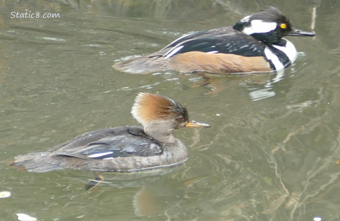 Pair of Hooded Mergansers paddling on the water