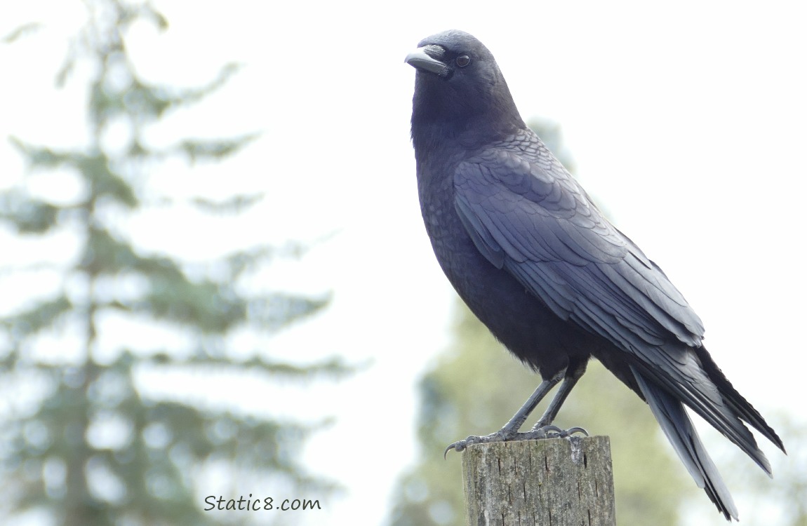 American Crow standing on a wood post