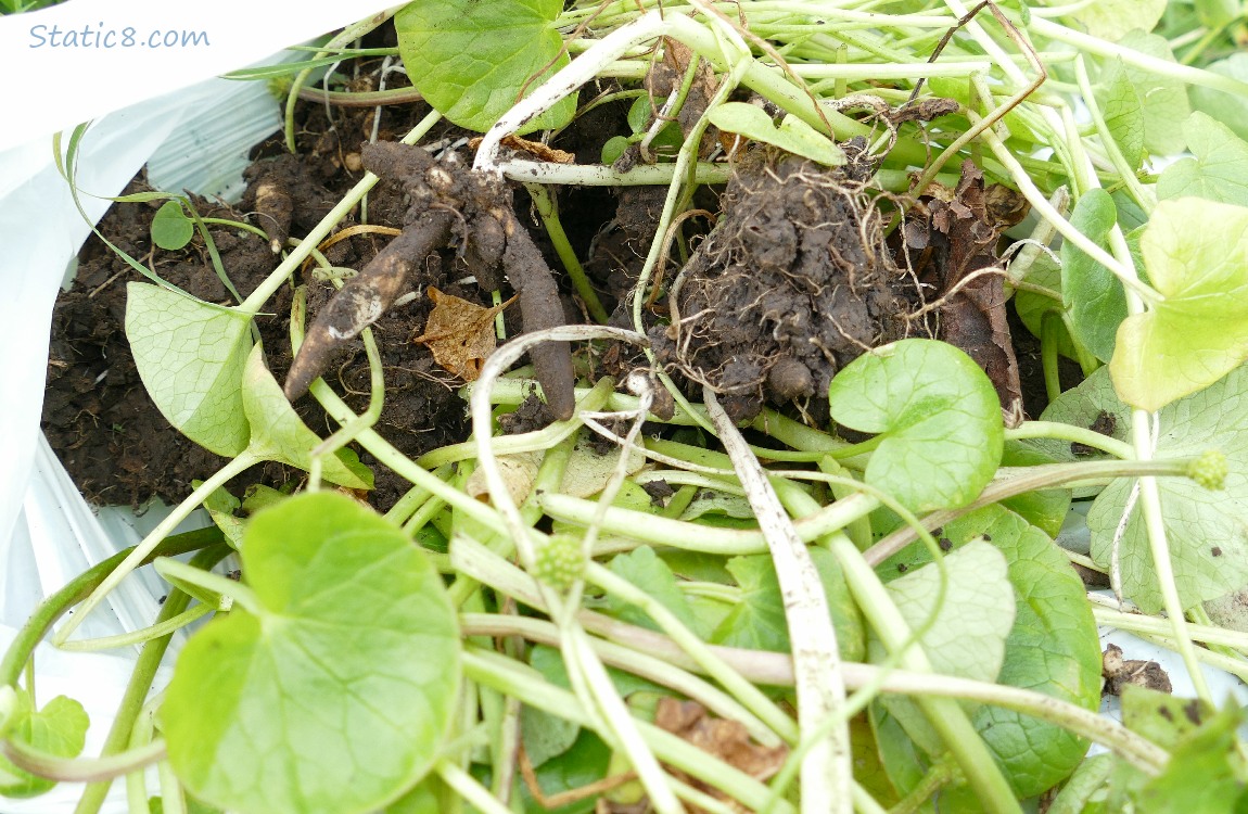 Dug up Lesser Celandine leaves and roots