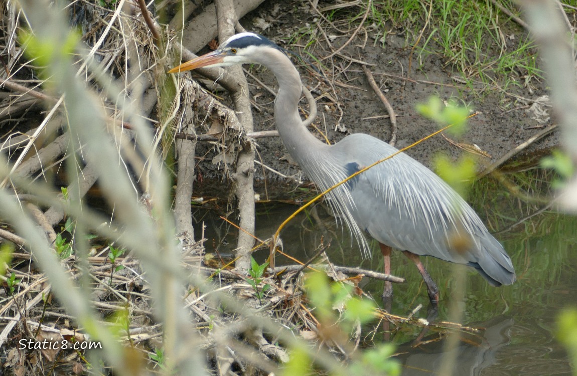 Great Blue Heron standing in shalow water, hunting near the bank of the creek