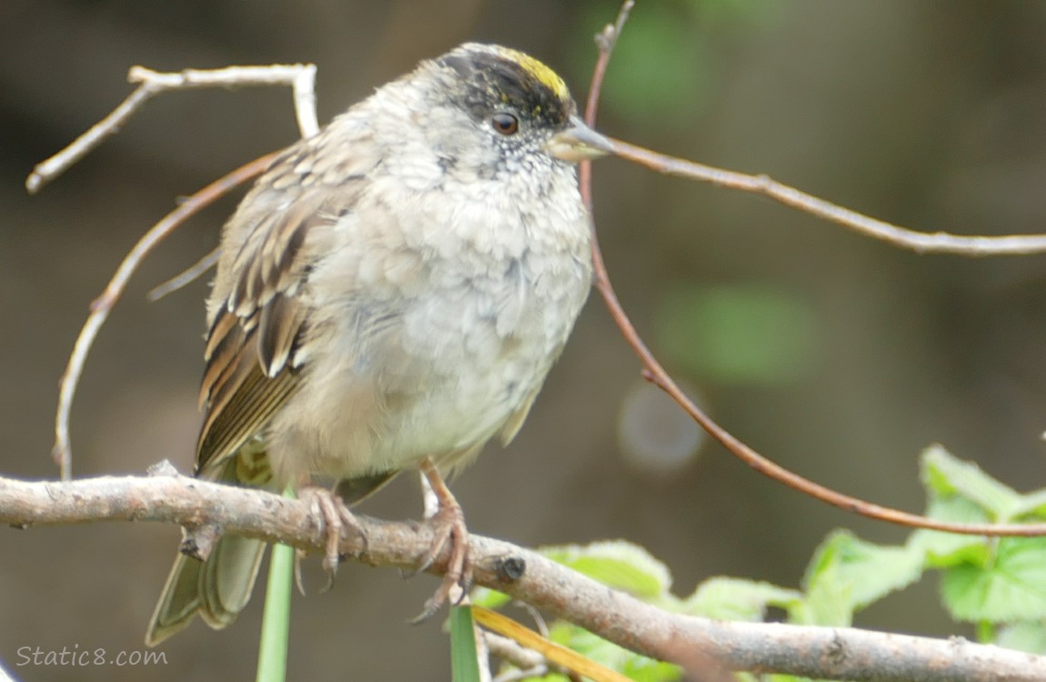 Golden Crown Sparrow standing on a twig