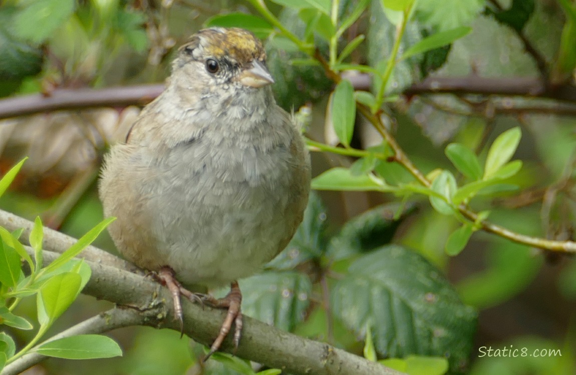 Golden Crown Sparrow standing in a bush