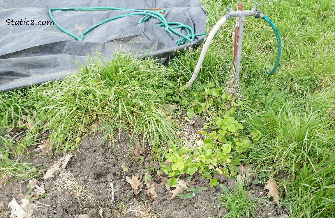 Garden plot with Lesser Celandine growing near the faucet
