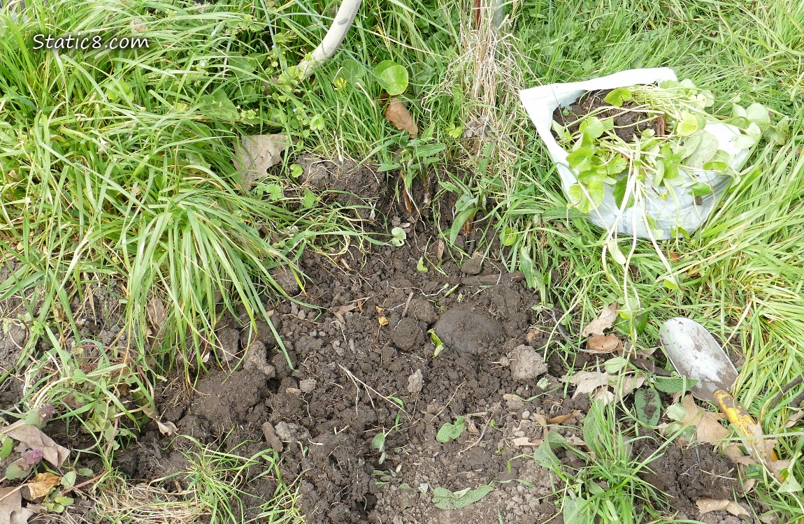 Garden plot with bagged Lesser Celandine