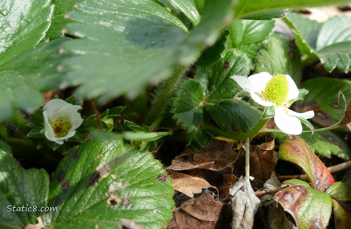 Two strawberry blooms under the leaves of the plant