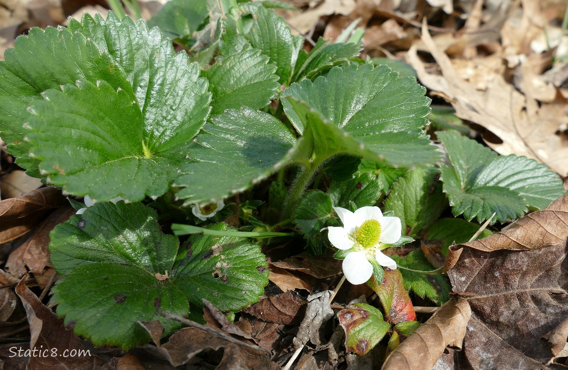 Strawberry plant with a bloom