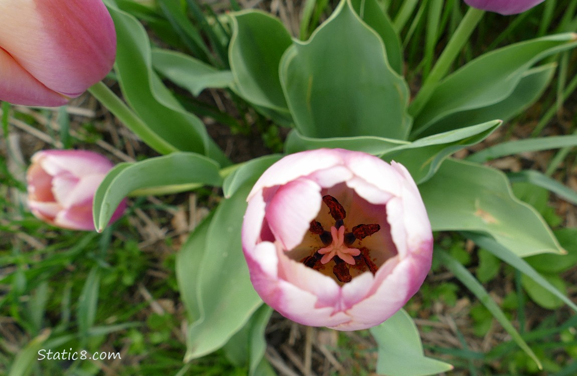 Looking down into a Tulip bloom