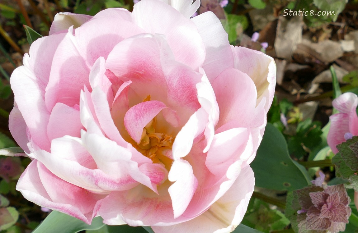 Close up of a pink double petal Tulip bloom