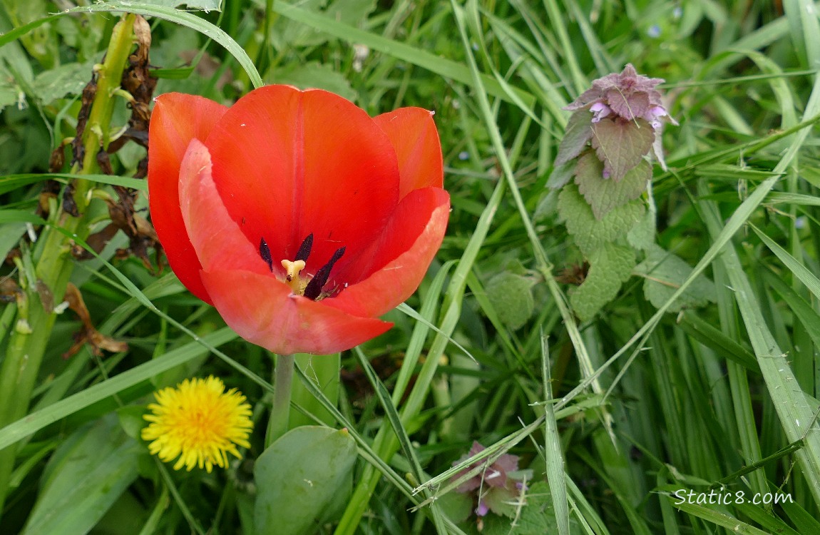 Red Tulip bloom with a Dead Nettle in the grass with a Dandelion bloom