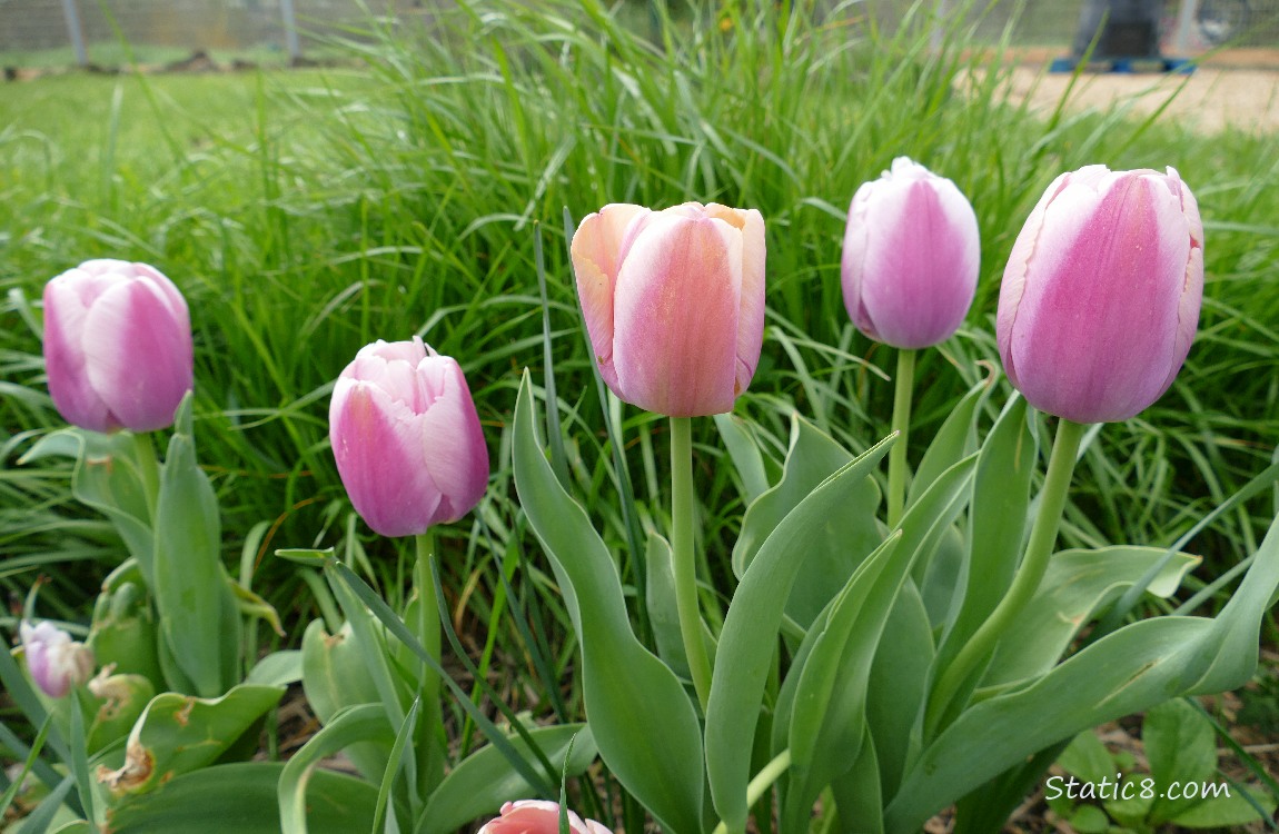 Five pink Tulip blooms in a row in front of grass