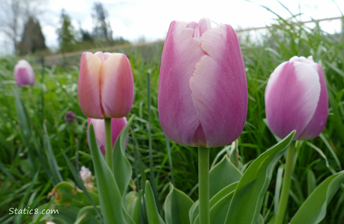 Close up of three Tulip blooms