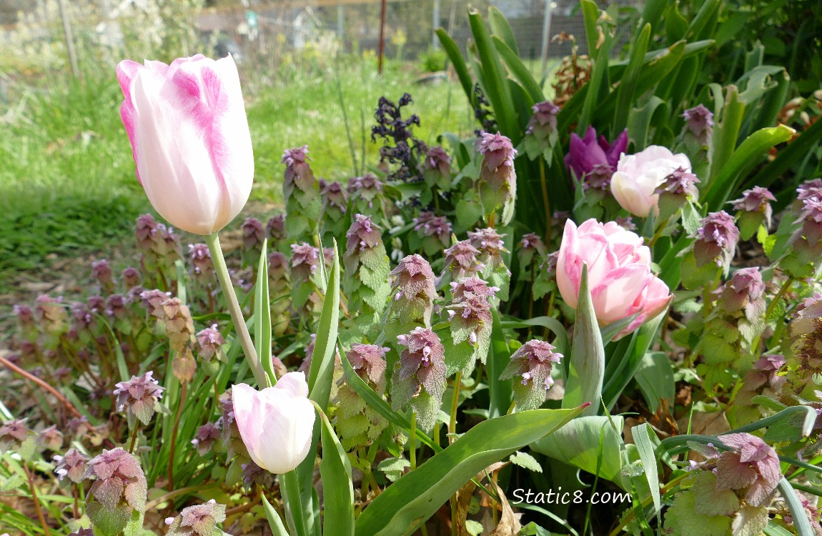 Pink Tulip bloom with Dead Nettle