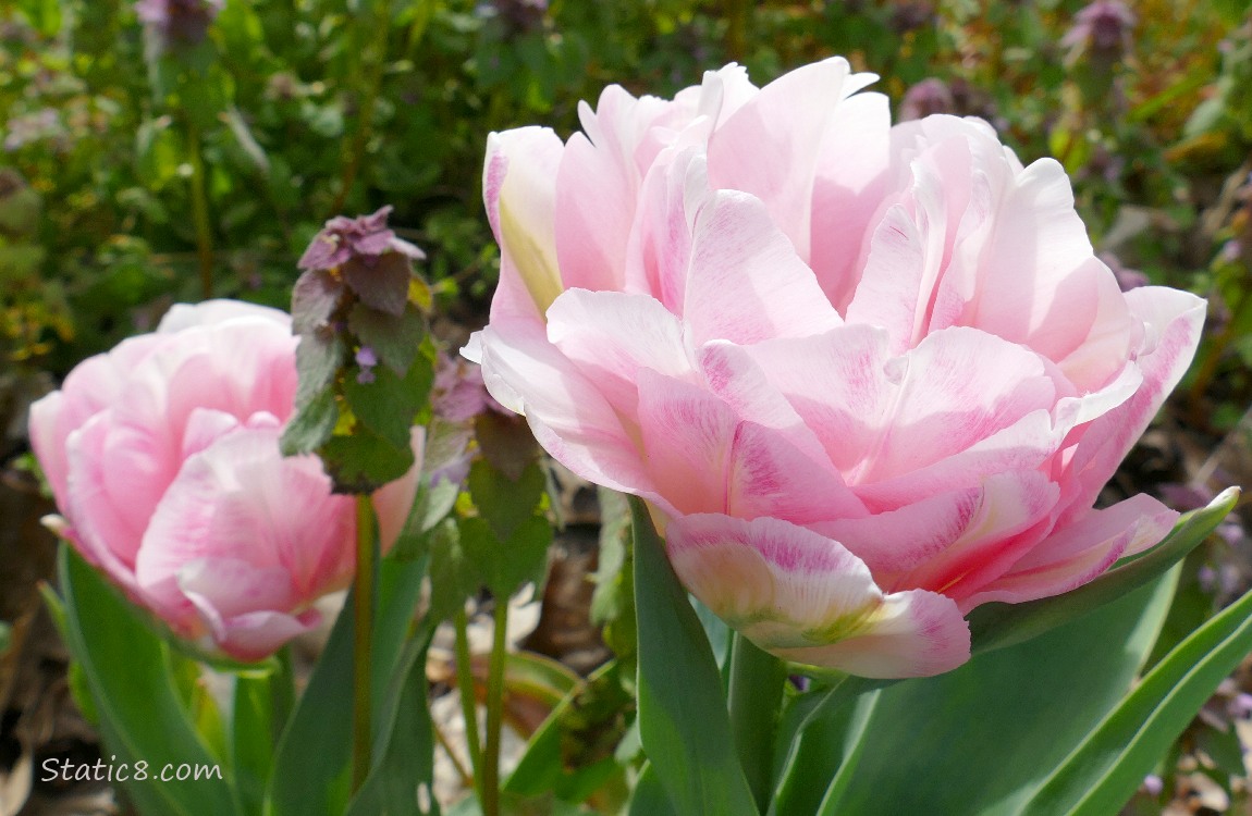 Pink double petal Tulip blooms