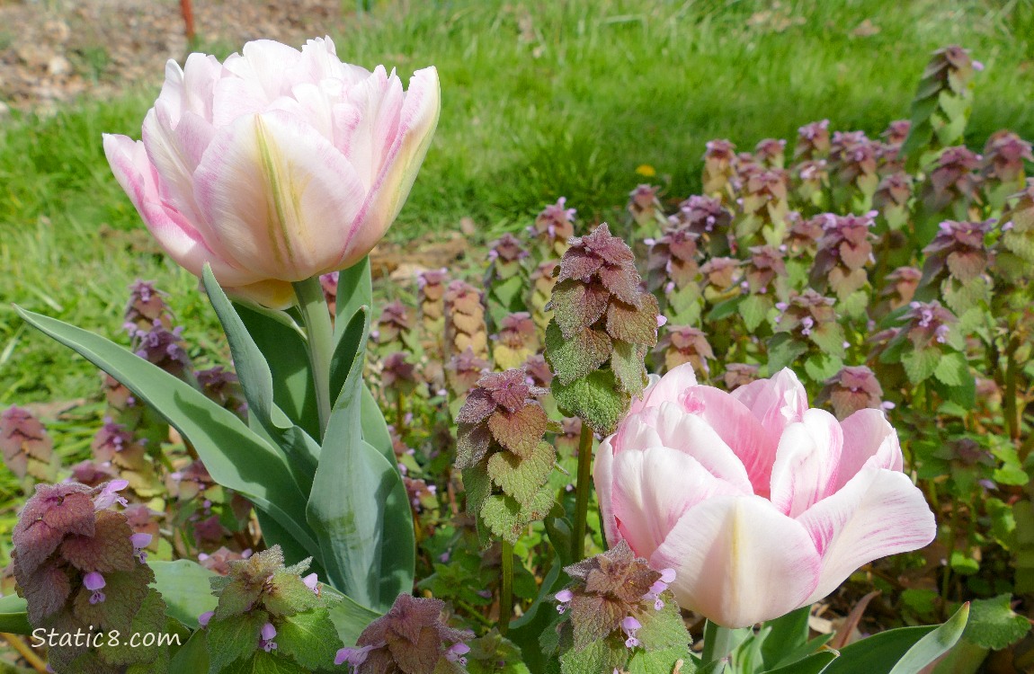 Pink Double petal tulips with Dead Nettle