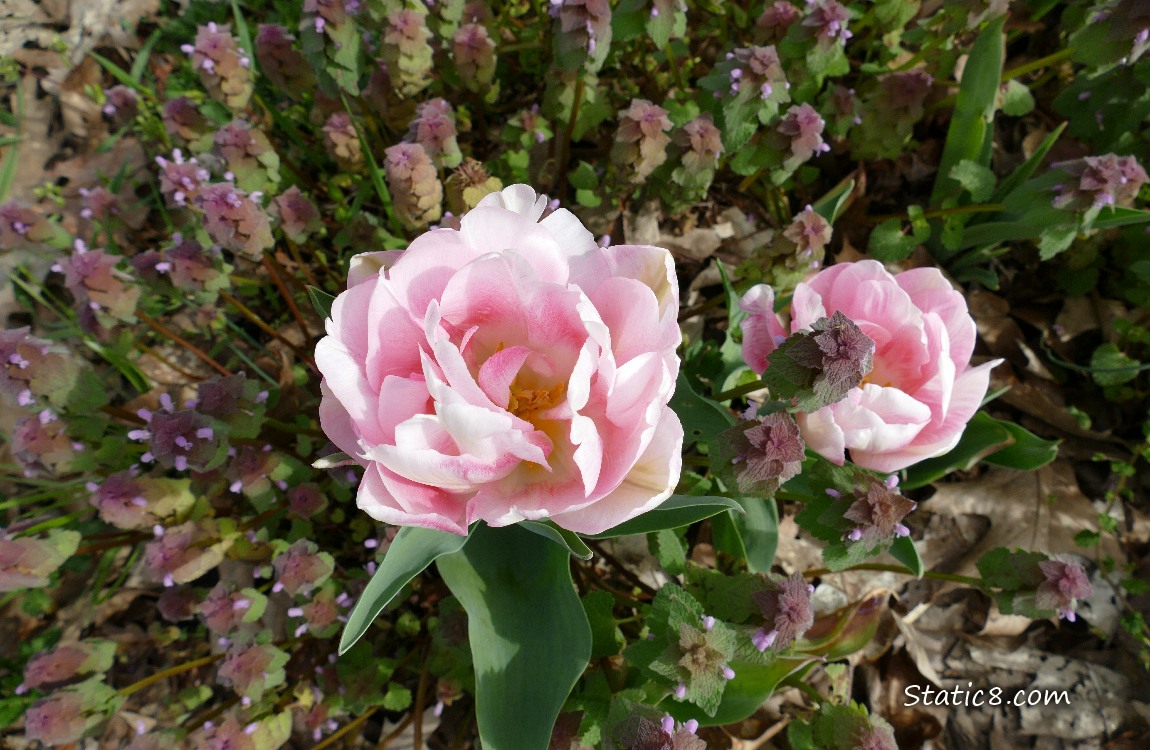 Looking down at Pink Double Petal Tulip blooms, surrounded by Dead Nettle