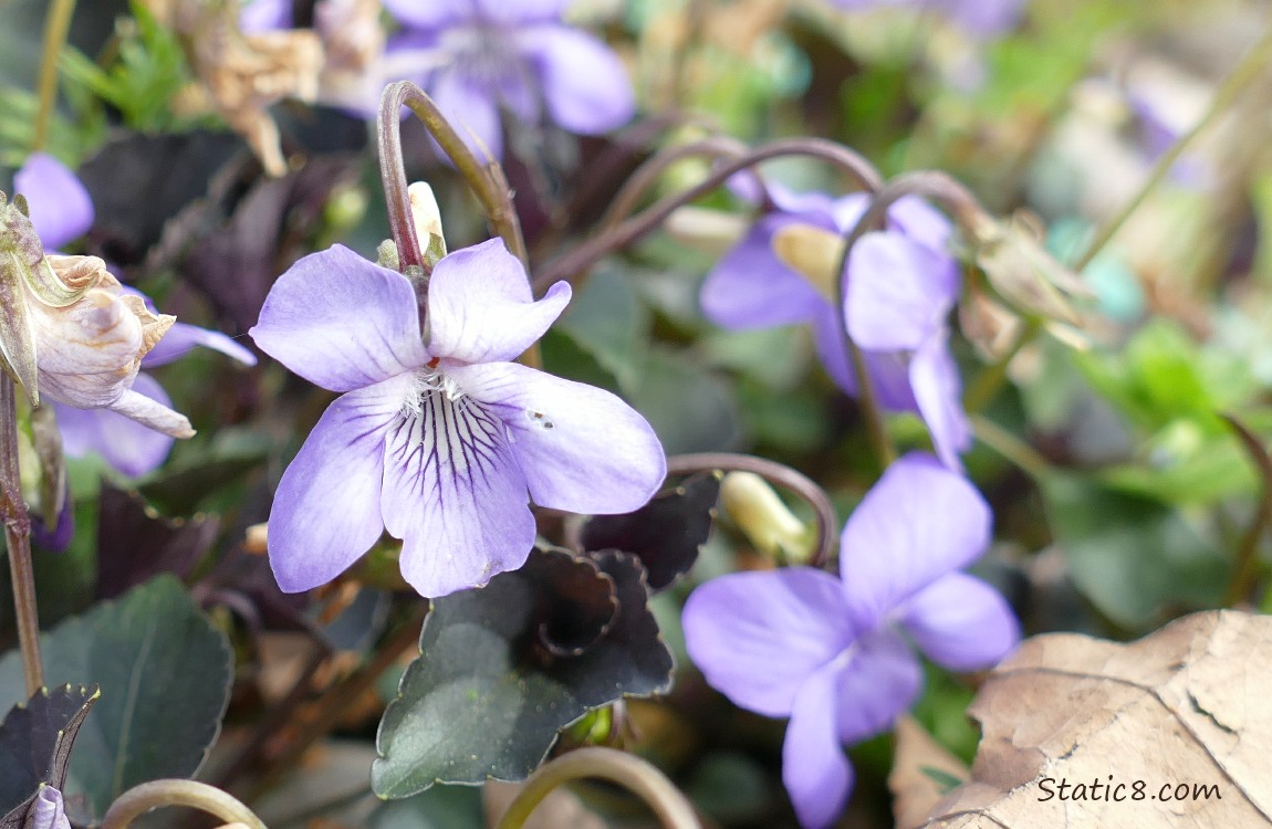Violet blooms and leaves