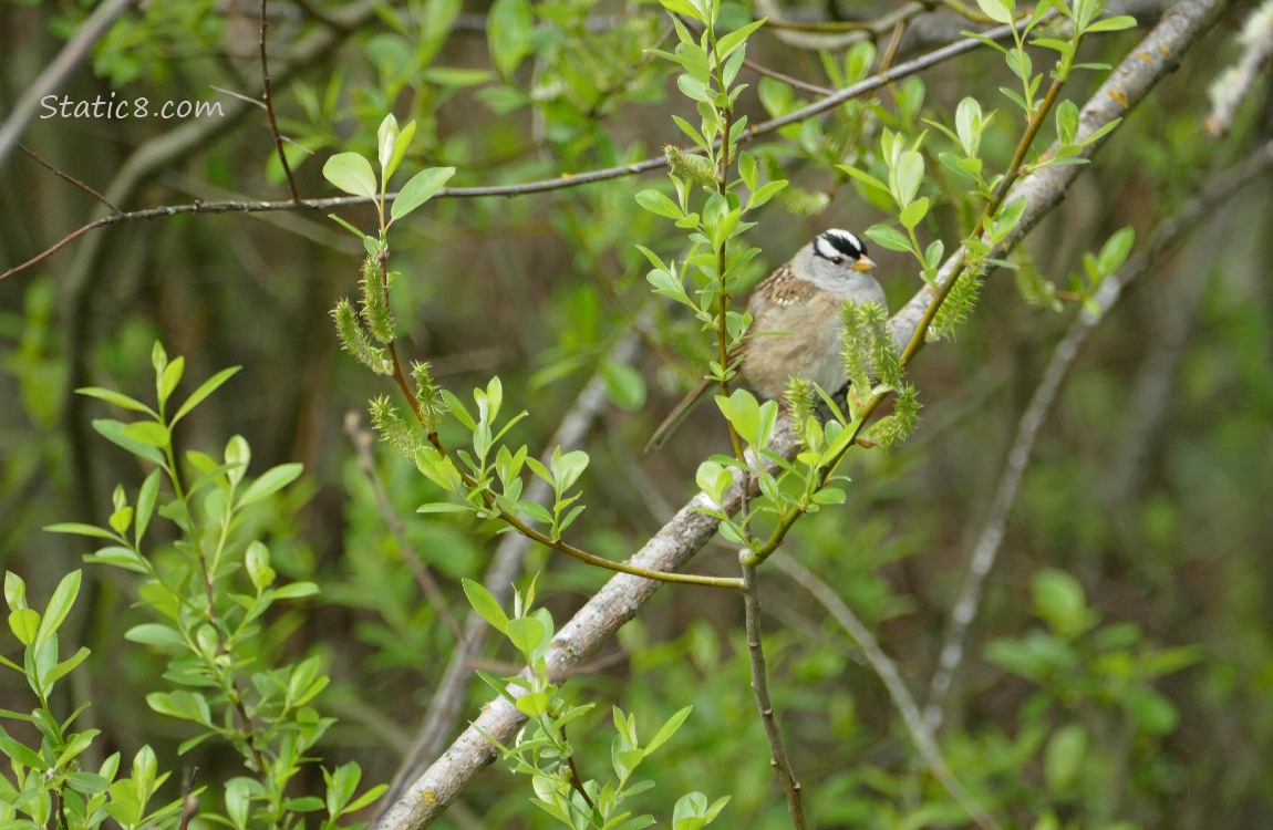 White Crown Sparrow standing in a bush with green leaves