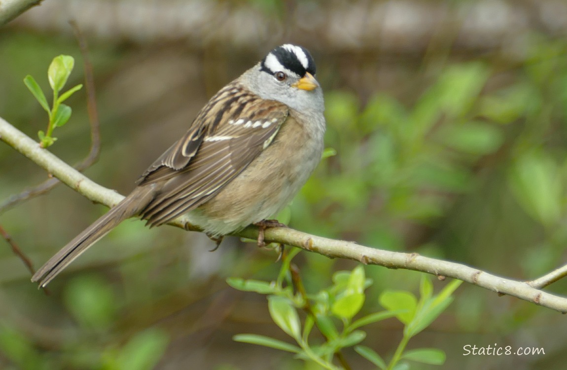 White Crown Sparrow standing on a twig
