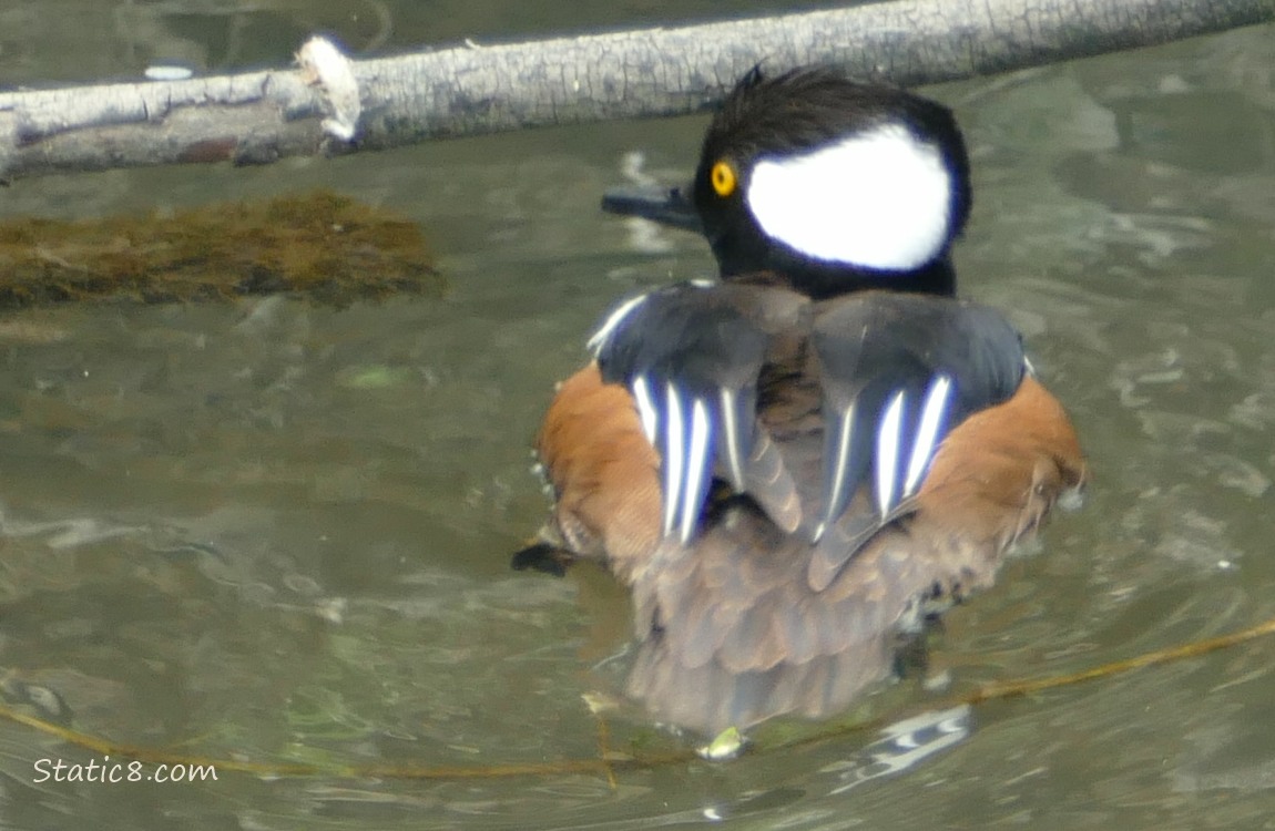 Male Hooded Merganser paddling on the water